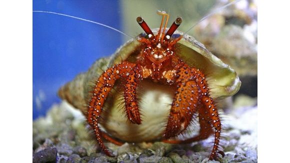 Dardanus megistos - Weißpunkt-Einsiedler