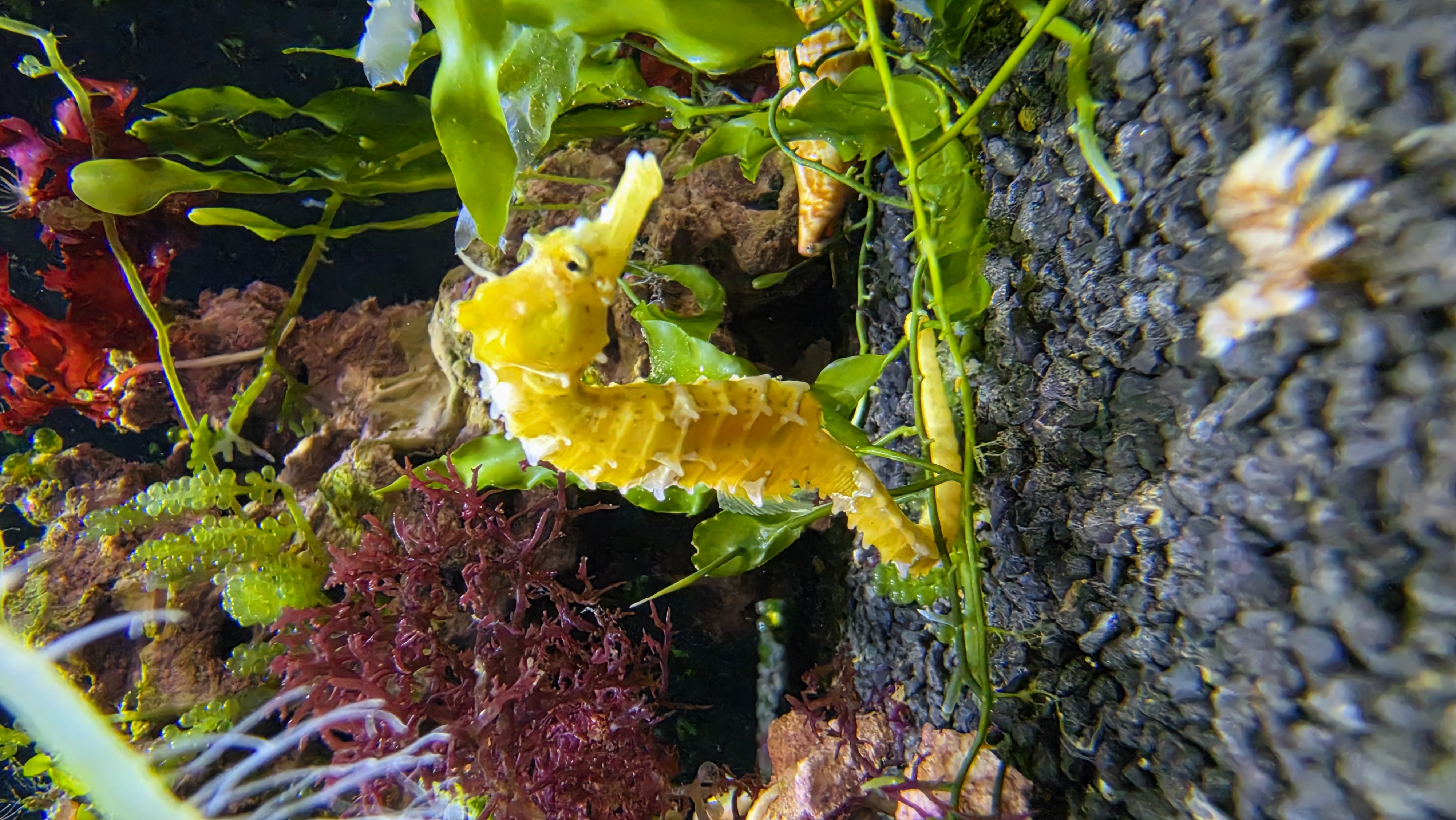 Hippocampus erectus - Linien Seepferdchen Nachzucht