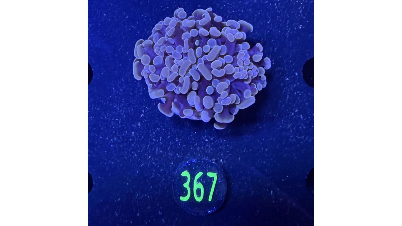 Euphyllia paraancora 2 Kopf "Rosegold" 0367