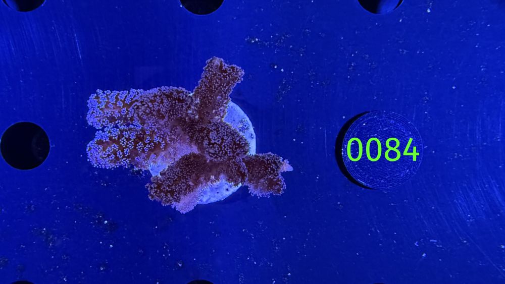 Seriatopora sp. - Nadelkoralle "lila" PPNZ 0084