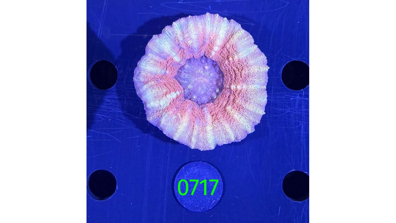 Scolymia australis WYSIWYG 0717