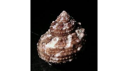 Turbo castanea - Kastanien Turbanschnecke