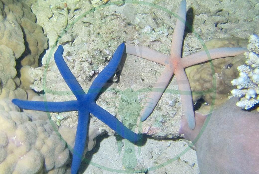 Linckia laevigata - Blauer Seestern