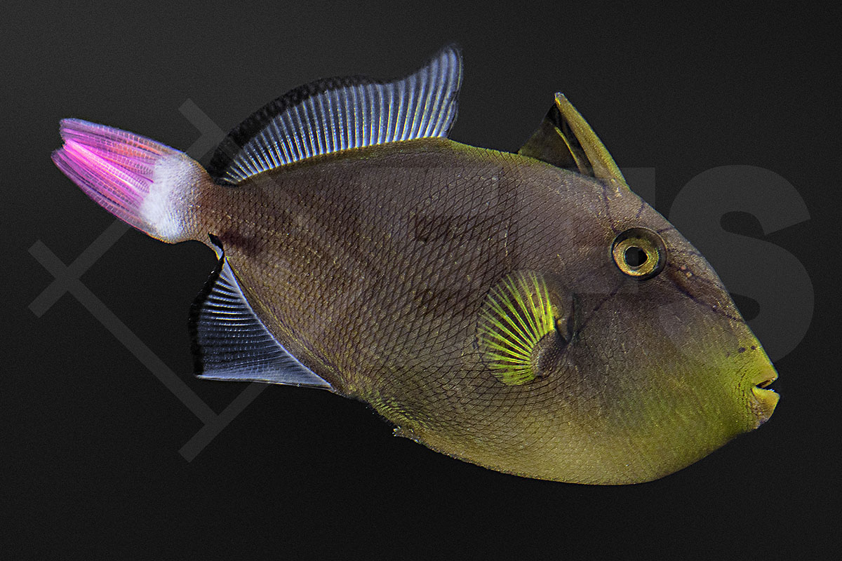 Melichthys vidua - Rotschwanz-Drückerfisch