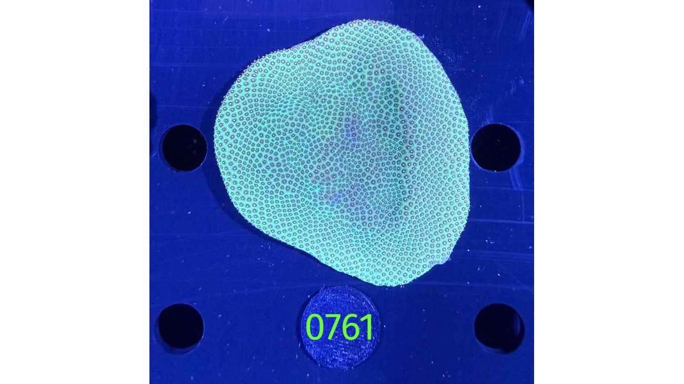 Porites sp.WYSIWYG 0761