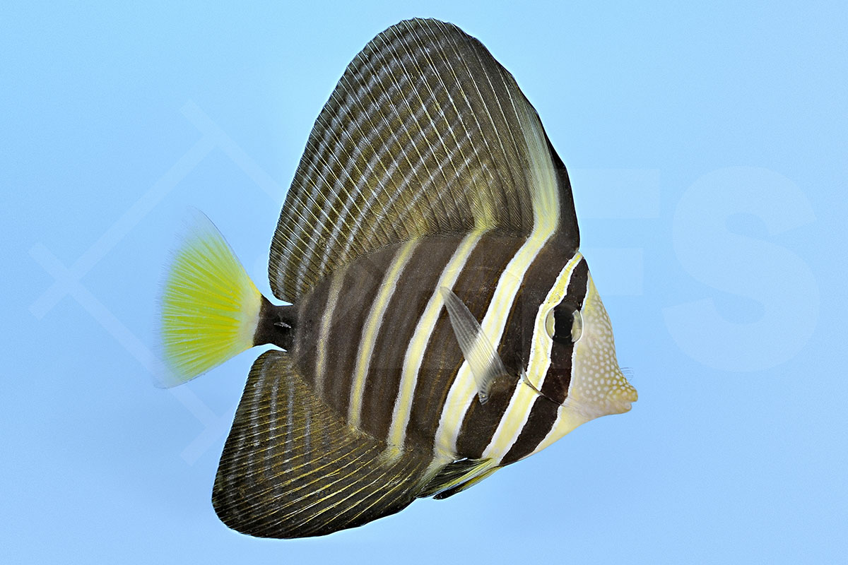 Zebrasoma veliferum - Östlicher Segelflossen Doktorfisch