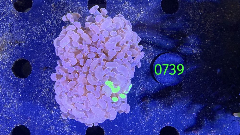 Euphyllia paraancora WYSIWYG 0739