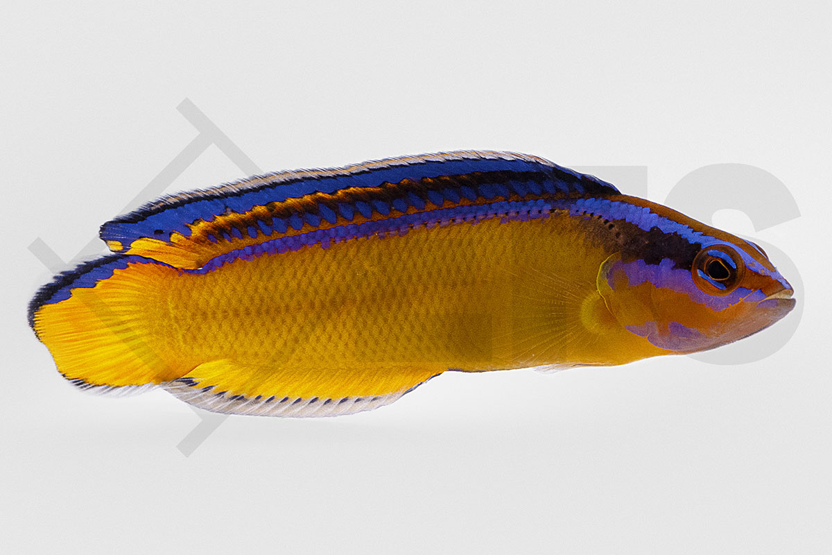 Pseudochromis aldabraensis - Aldabra-Zwergbarsch NZ