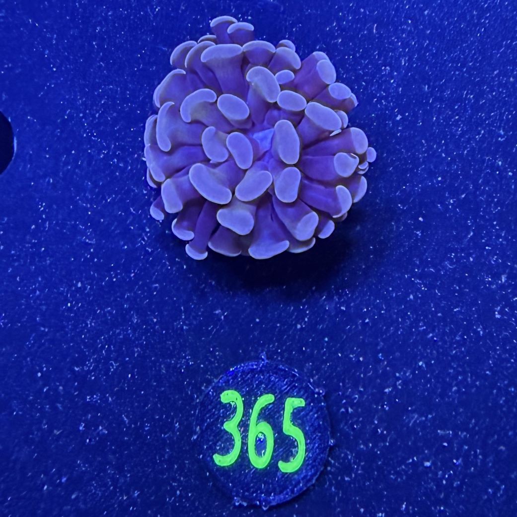 Euphyllia paraancora 1 Kopf "Rosegold" 0365