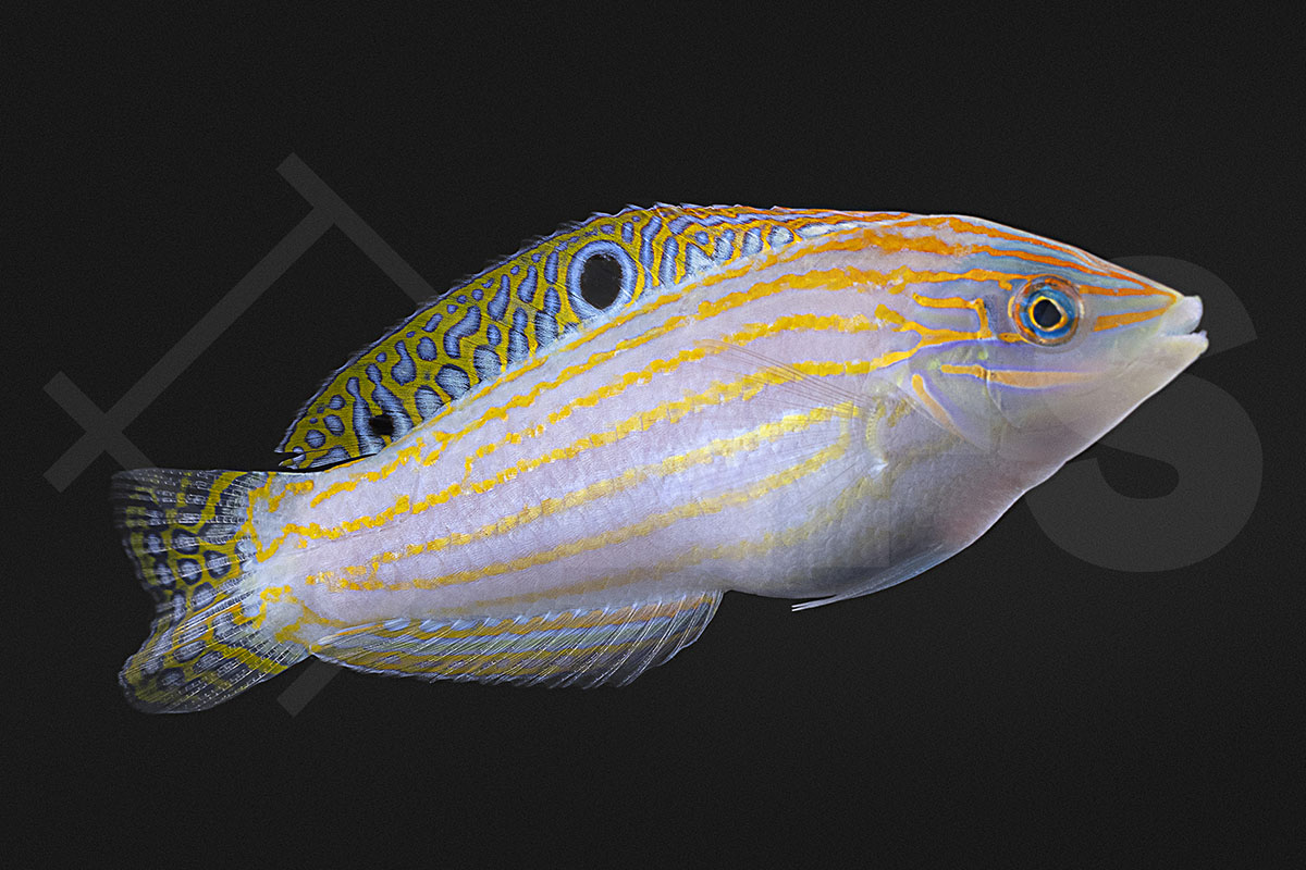 Halichoeres cosmetus - Schmuck Junker