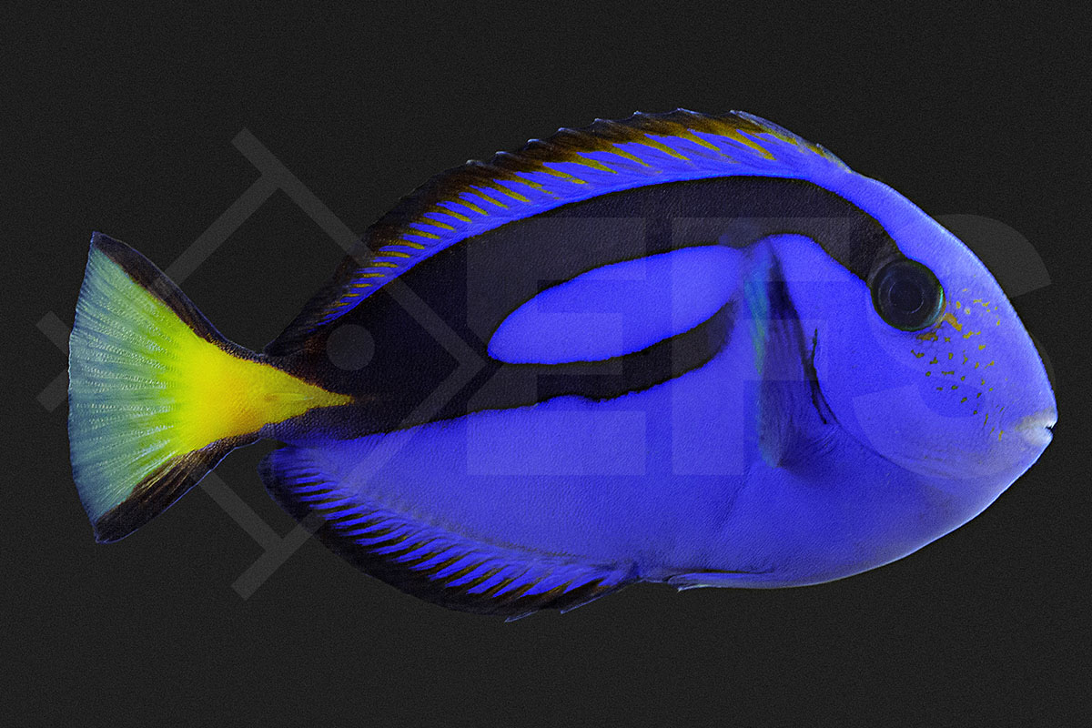 Paracanthurus hepatus - Paletten Doktorfisch