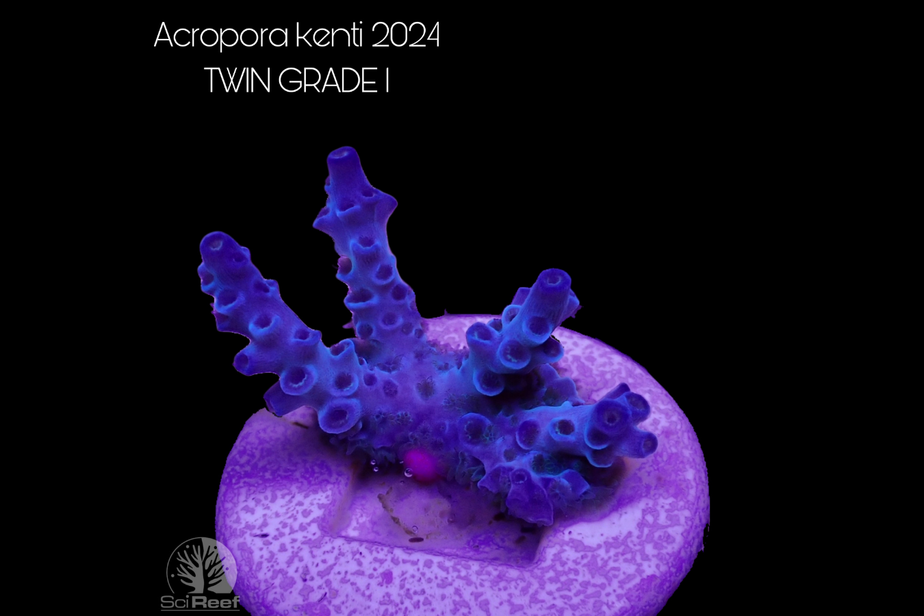 SciReef Acropora kenti TWIN Grade 1 0297