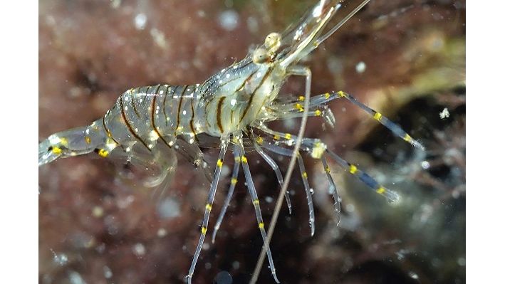Palaemon elegans - Felsengarnele