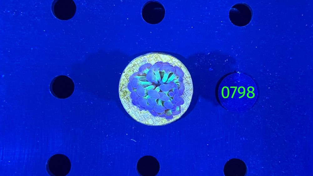 Euphyllia paraancora WYSIWYG 0798