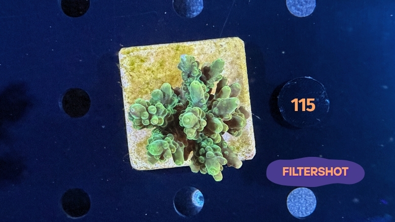 Acropora sp. WYSIWYG 0115