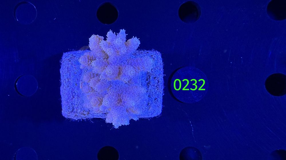 Acropora sp. WYSIWYG 0232