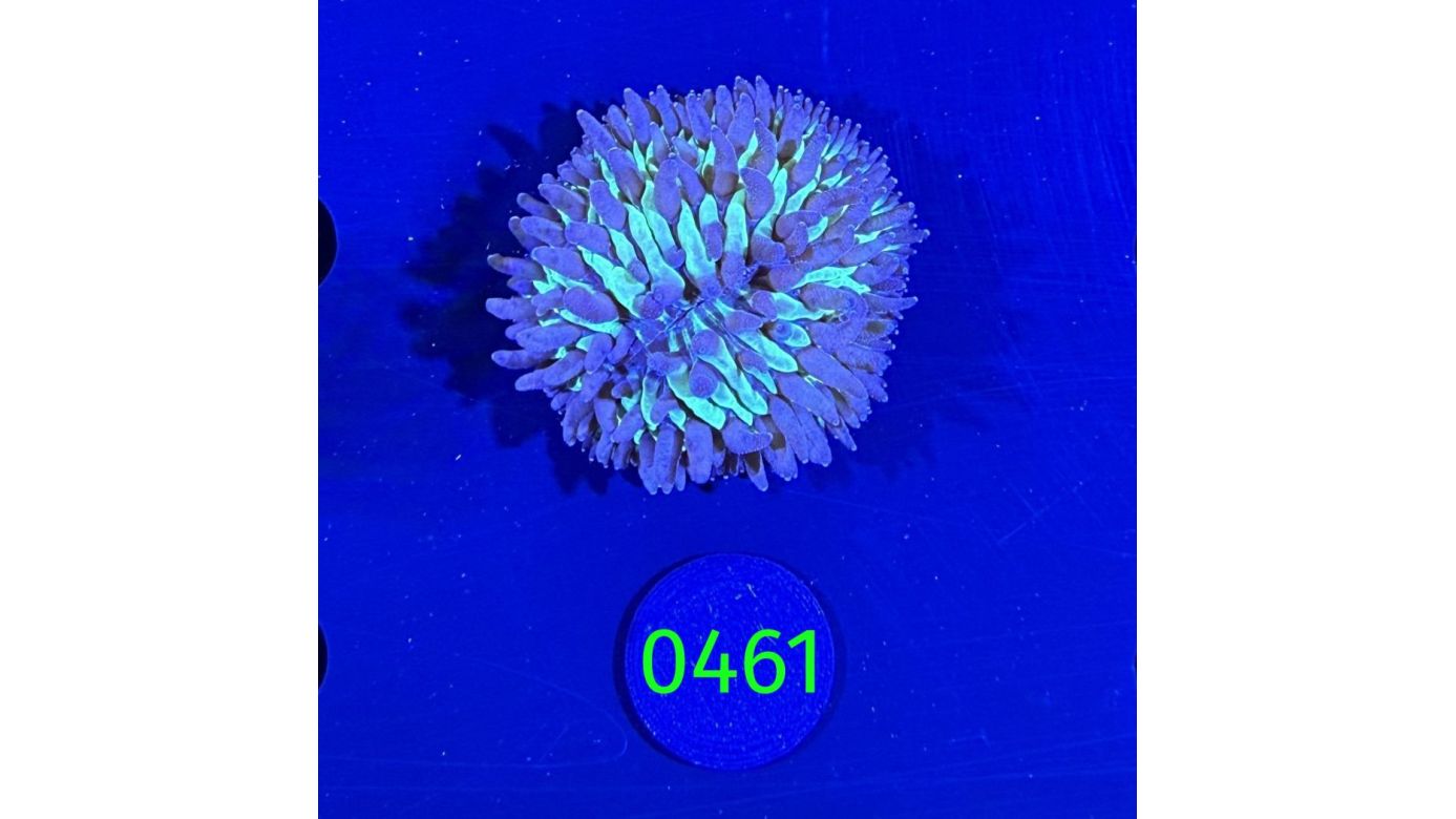 Fungia sp. grün Aussi 0461