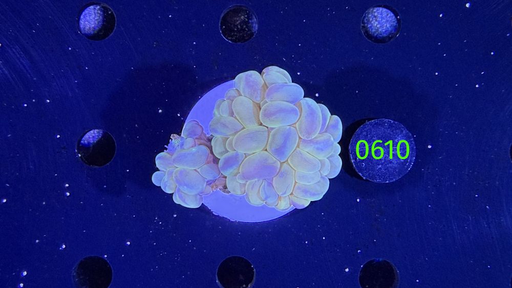 Plerogyra sinuosa - Blasenkoralle WYSIWYG 0610