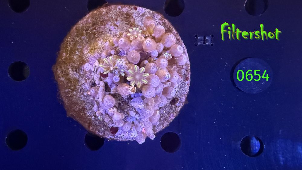 Clavularia spec. WYSIWYG 0654