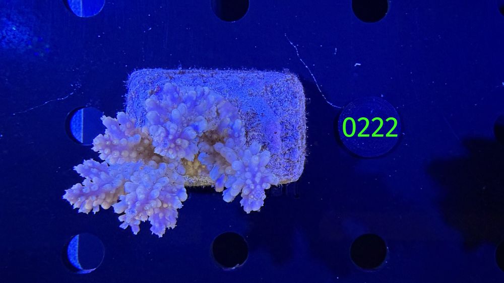 Acropora sp. WYSIWYG 0222