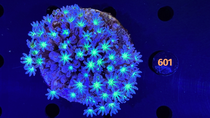 Clavularia sp. WYSIWYG 0601