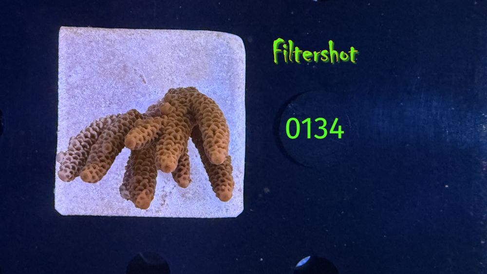 Acropora sp. WYSIWYG 0134