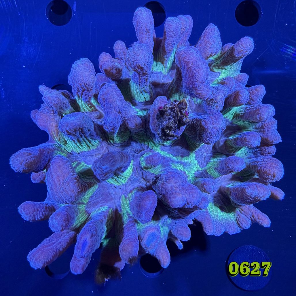 Pectinia sp. WYSIWYG 0627