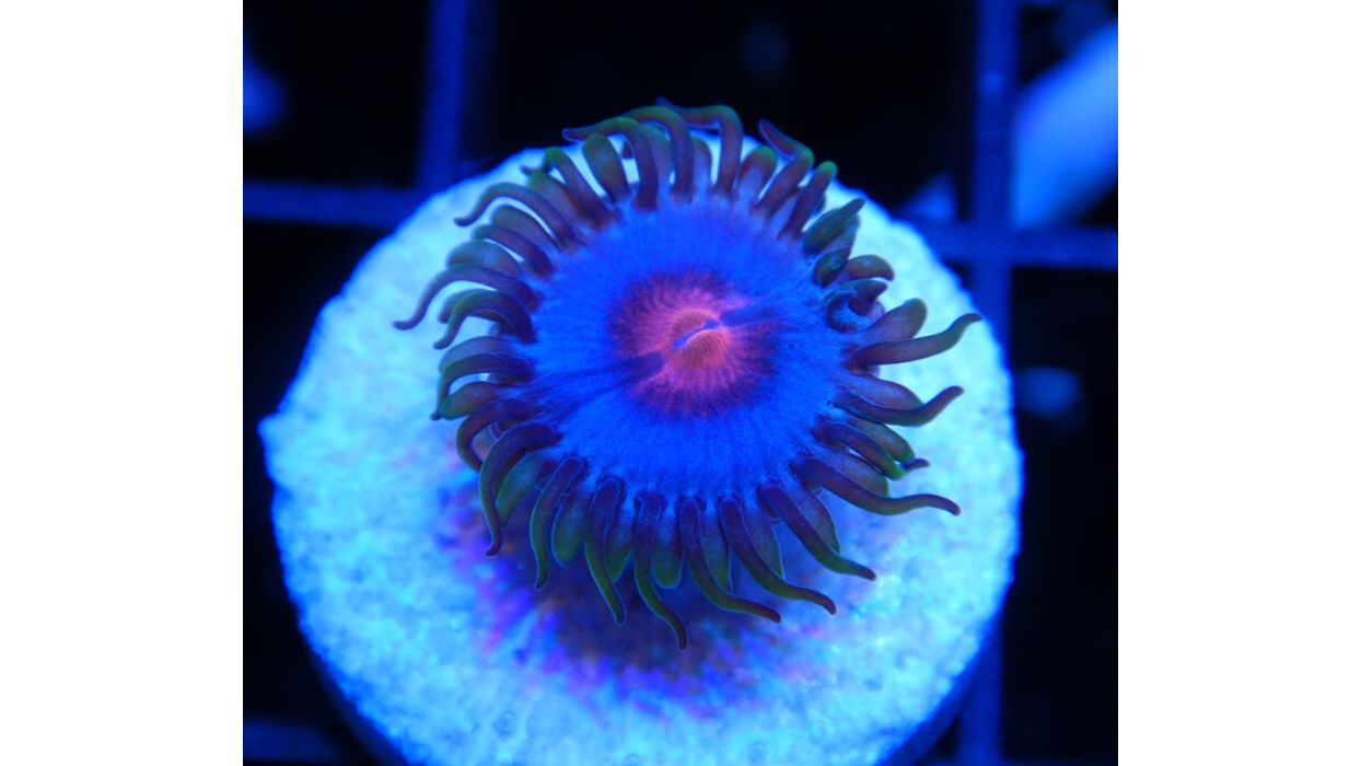 Zoanthus Blue Kisses Blue Pinwheels blau pink 1-2 Polypen