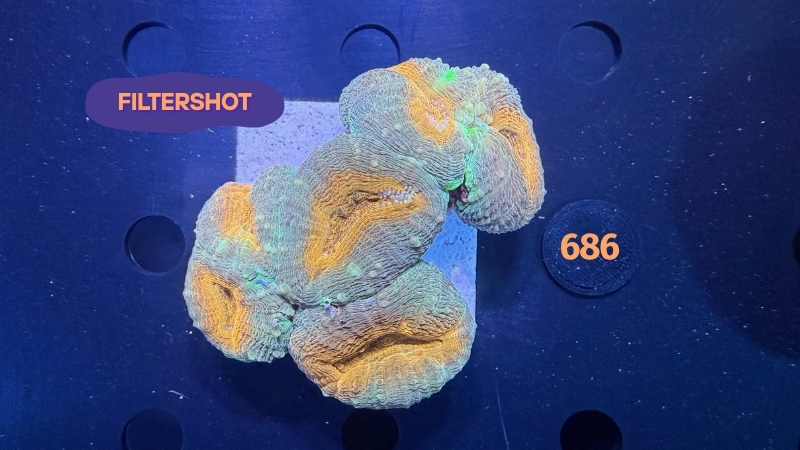 Lobophyllia sp. WYSIWYG 0686
