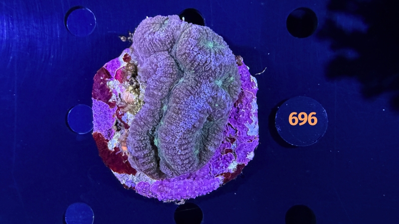 Lobophyllia sp. WYSIWYG 0696