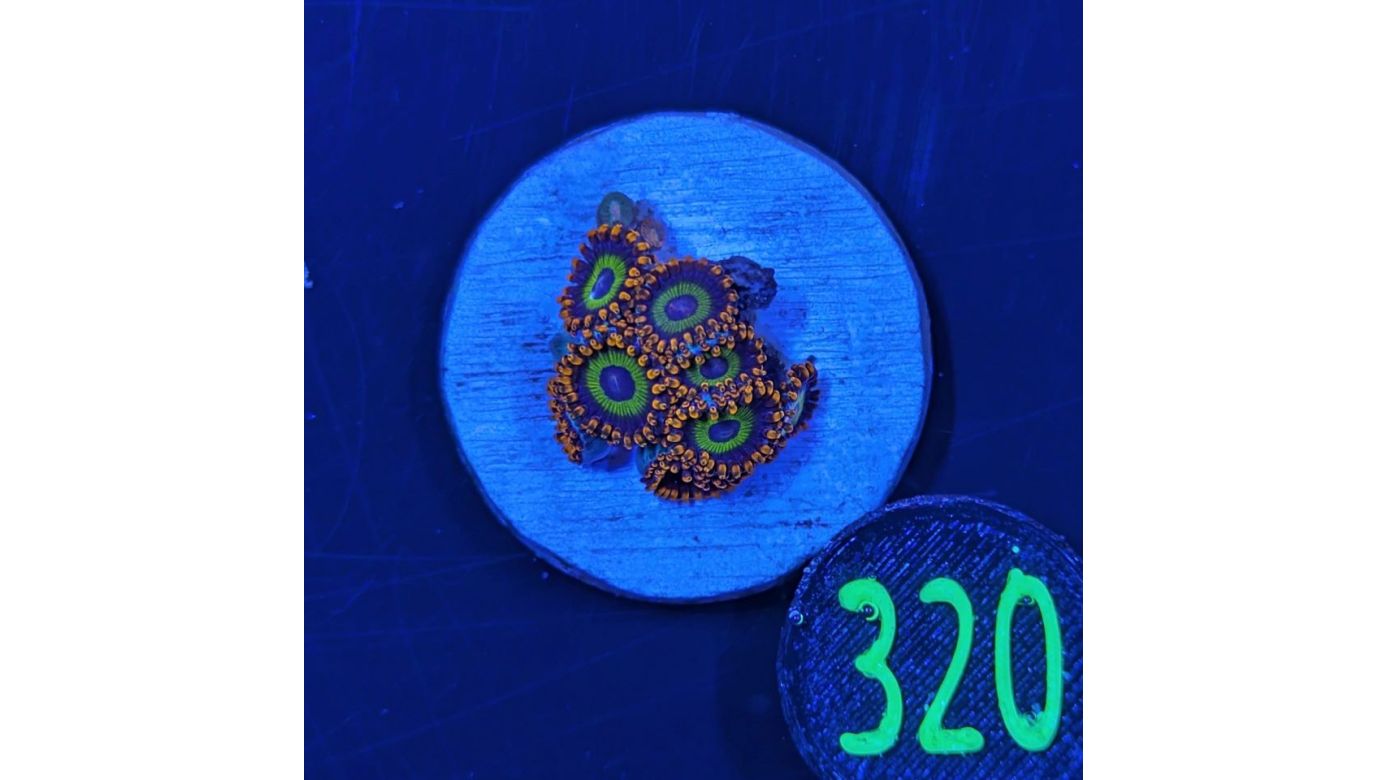 Zoanthus sp. - Krustenanemone Fruit Loop PlanktoPlus Nachzucht 0320