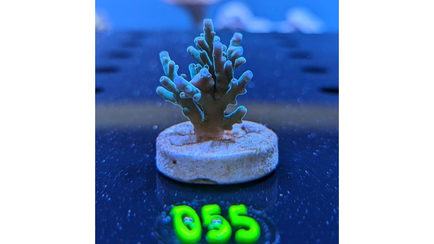 Acropora echinata - Steinkoralle Blau Deutsche Nachzucht 0055
