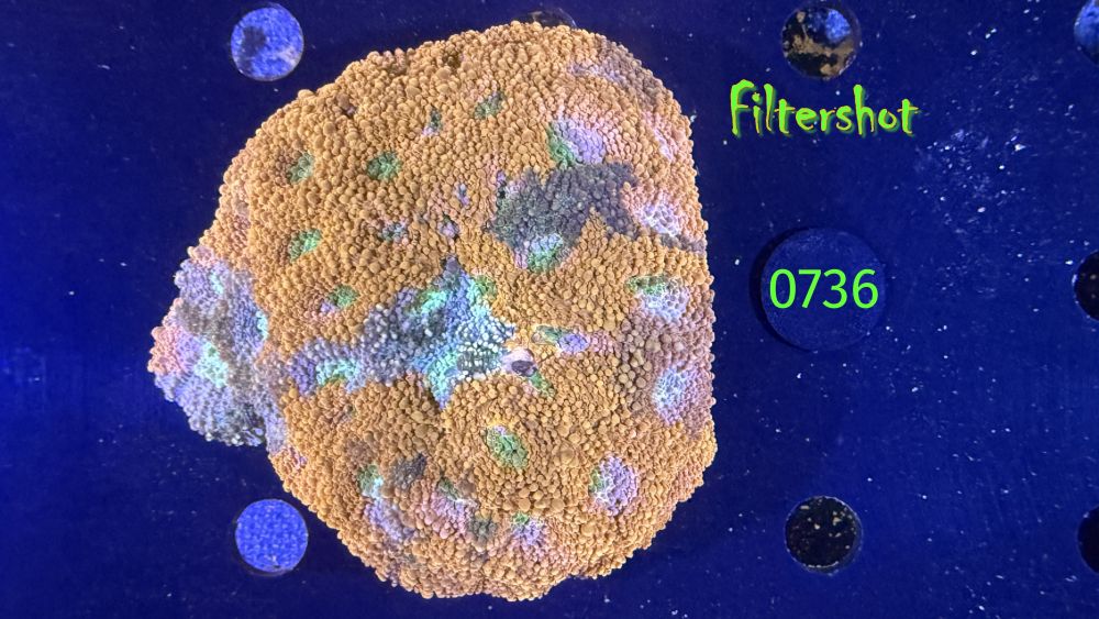 Acanthastrea echinata WYSIWYG 0736