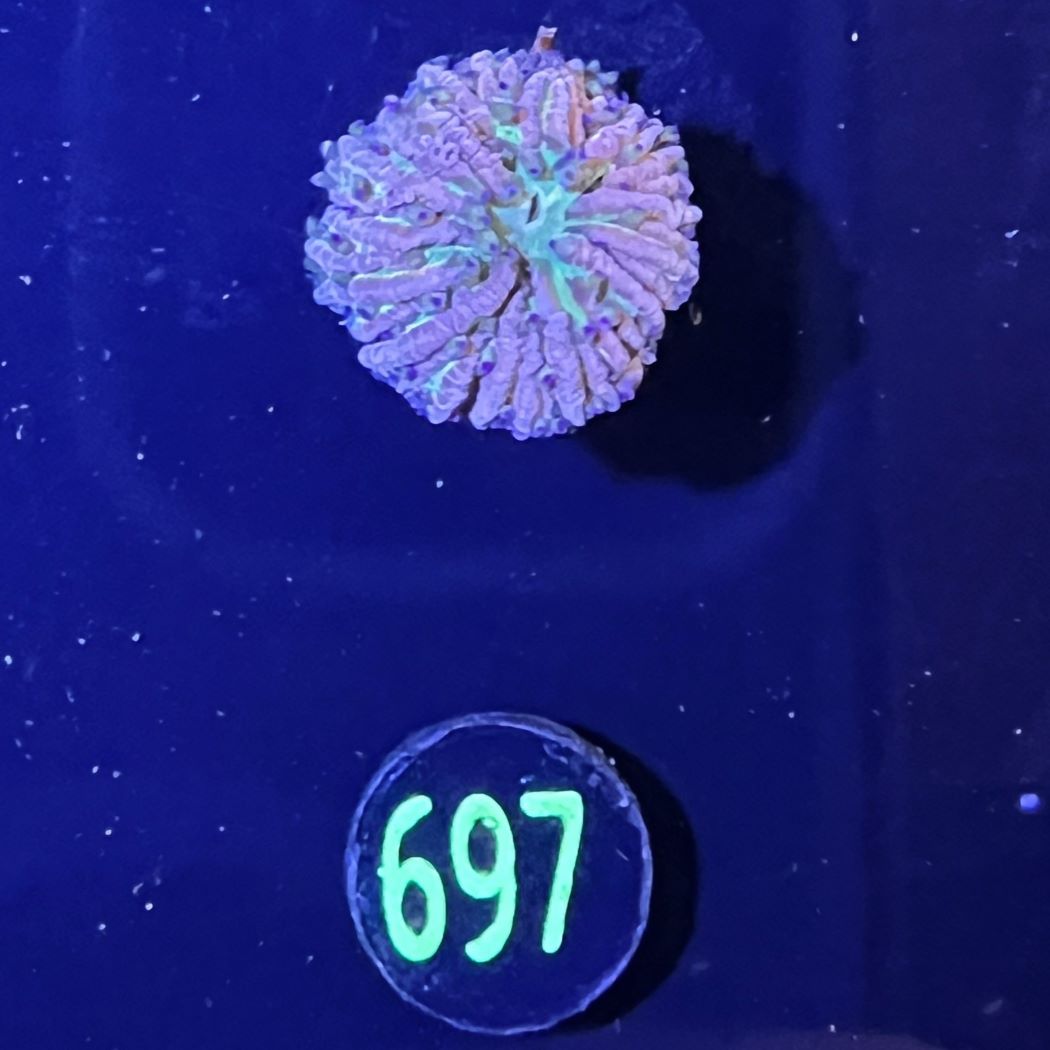 Fungia sp. multicolor 0697