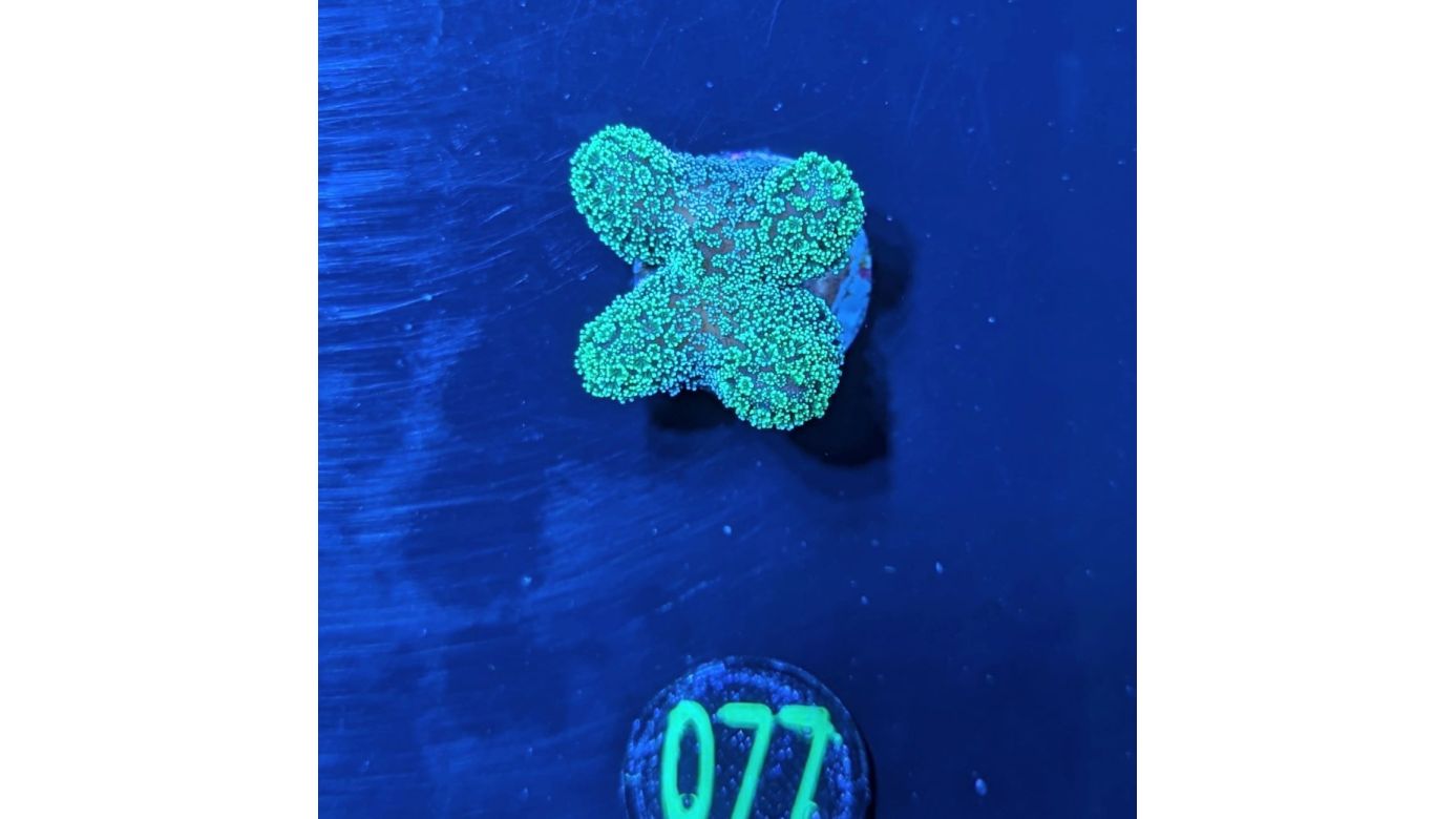 Stylophora pistillata - Fingerkoralle neongrün Deutsche Nachzucht 0077