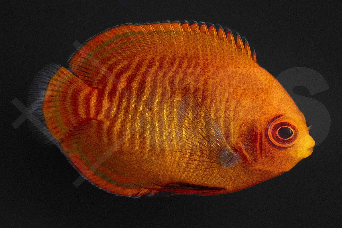 Centropyge aurantia - Goldstreifen Zwergkaiserfisch