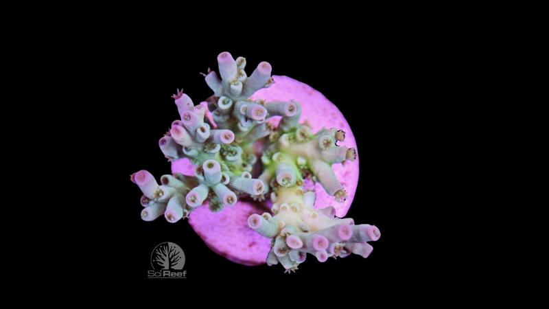 SciReef Acropora tenuis TWIN Grade 1 "pistaccio" 0292
