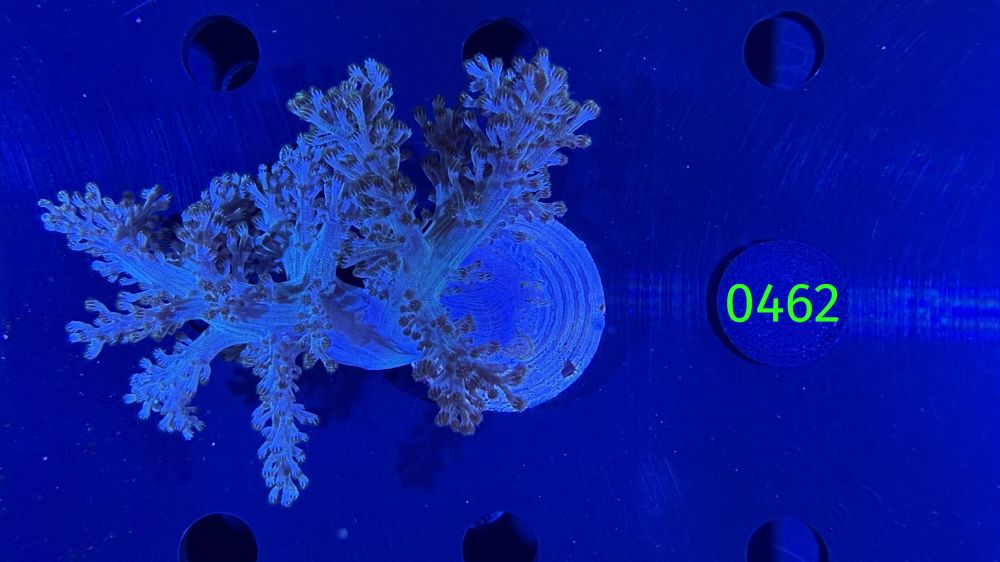 Capnella sp. - Bäumchenweichkoralle PPNZ 0462