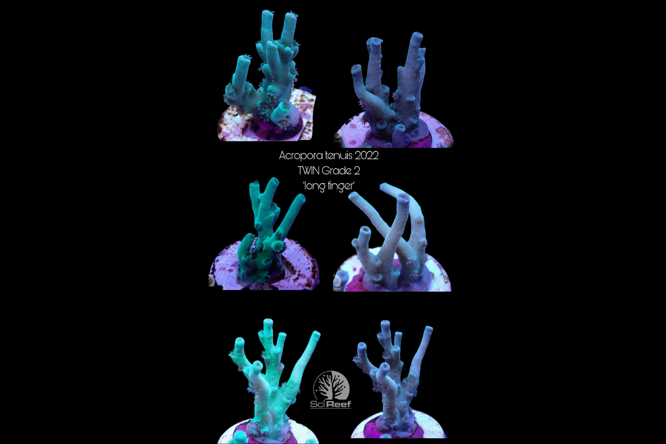 SciReef Acropora tenuis TWIN Grade 2 "long finger" 0293