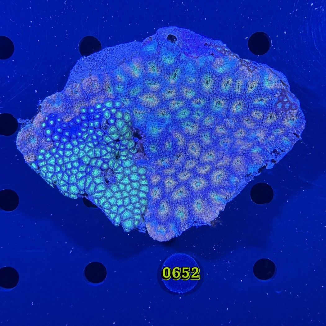 Acanthastrea sp. WYSIWYG 0652