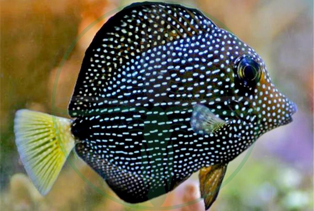 Zebrasoma gemmatum - Mauritius Segelflossen Doktorfisch