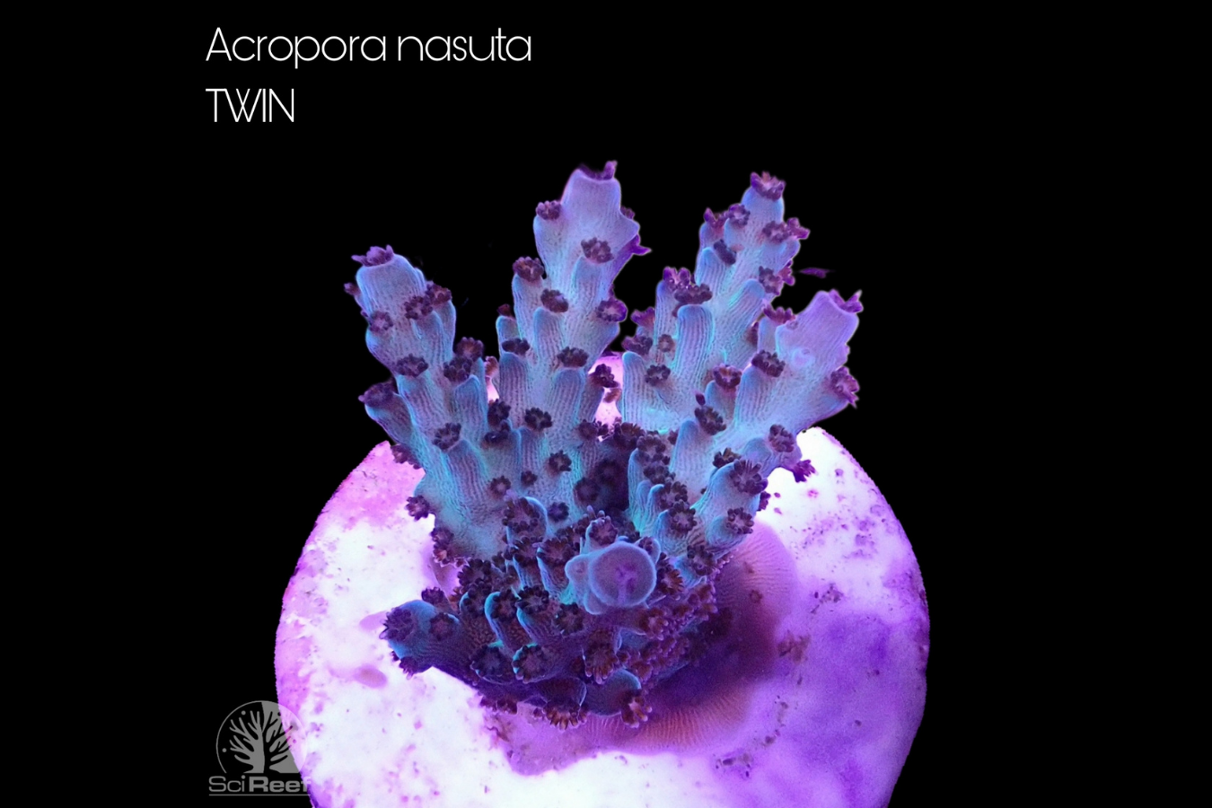 SciReef Acropora nasuta TWIN 0294