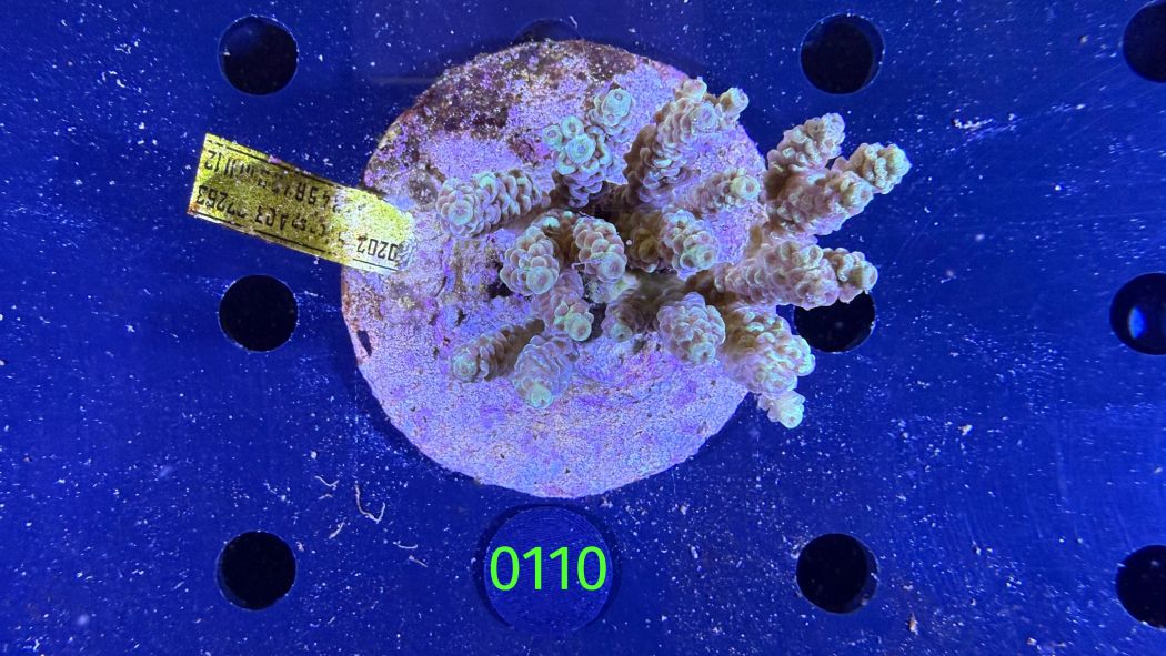 Acropora sp. WYSIWYG 0110