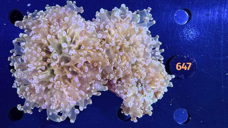 Euphyllia divisa WYSIWYG 0647