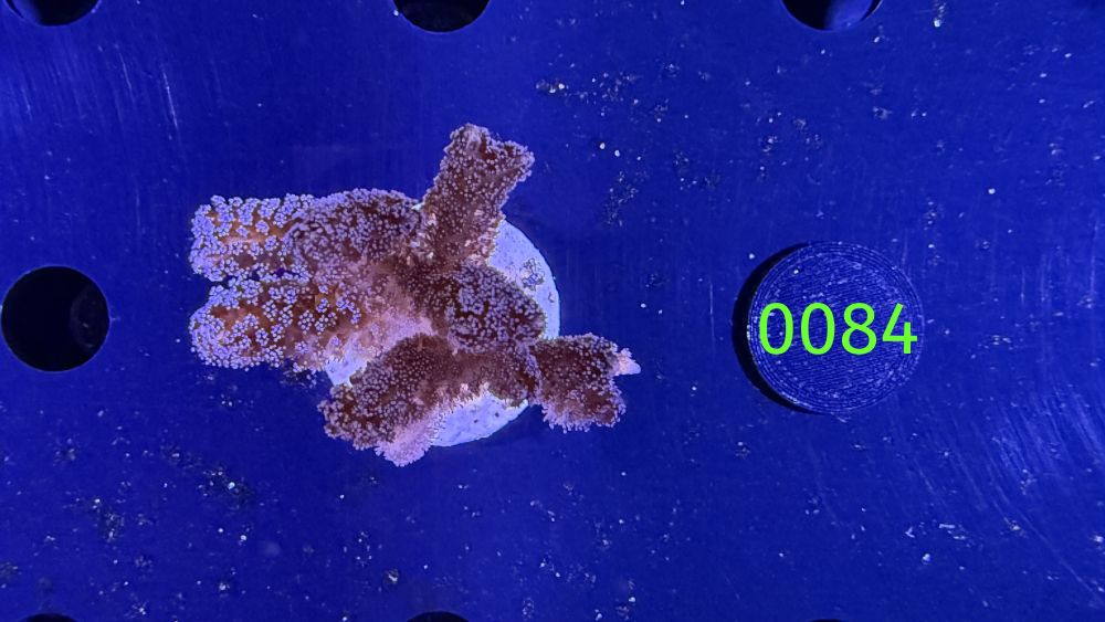 Seriatopora sp. - Nadelkoralle "lila" PPNZ 0084