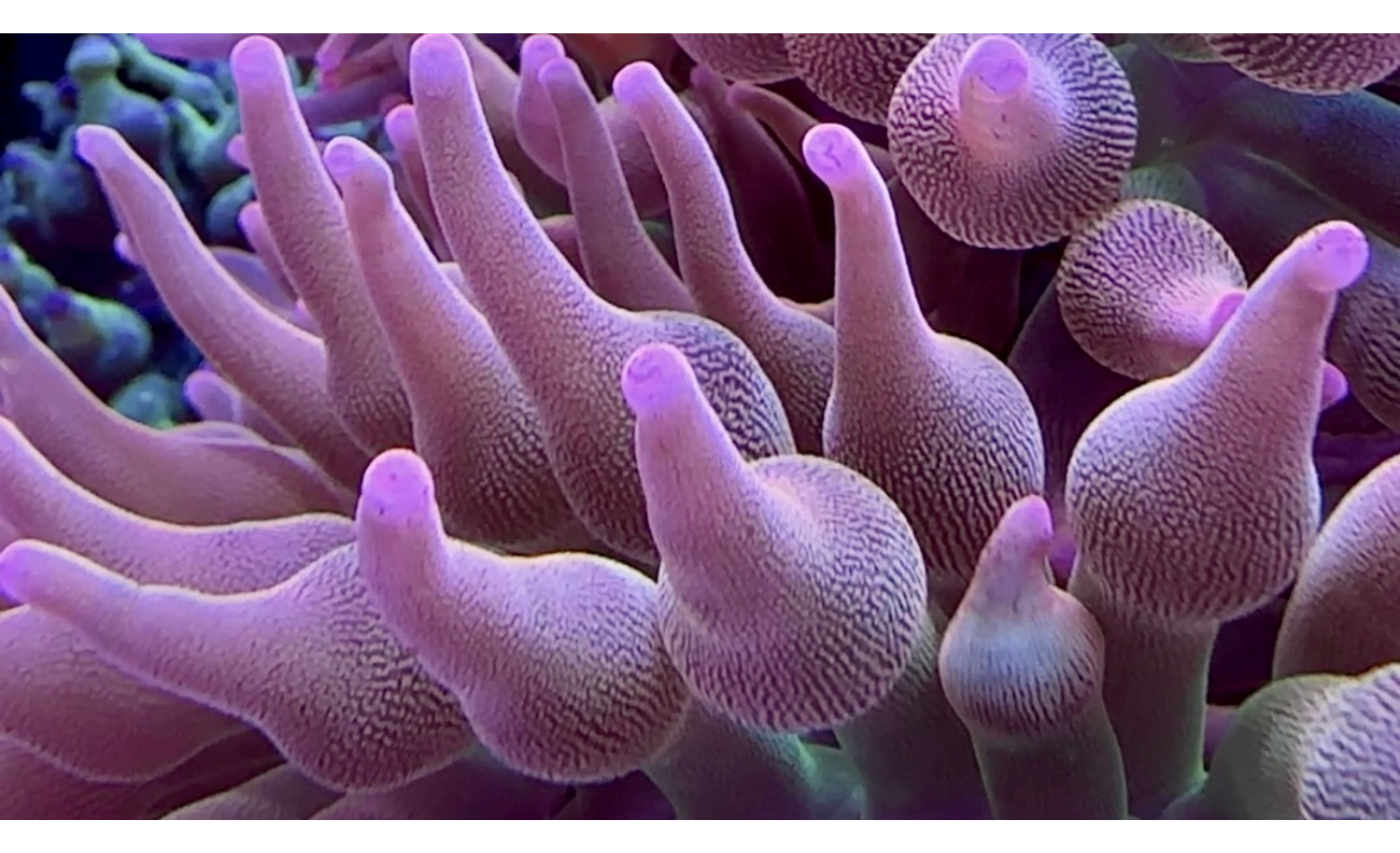 Entacmaea quadricolor - Blasenanemone Sunburst Nachzucht