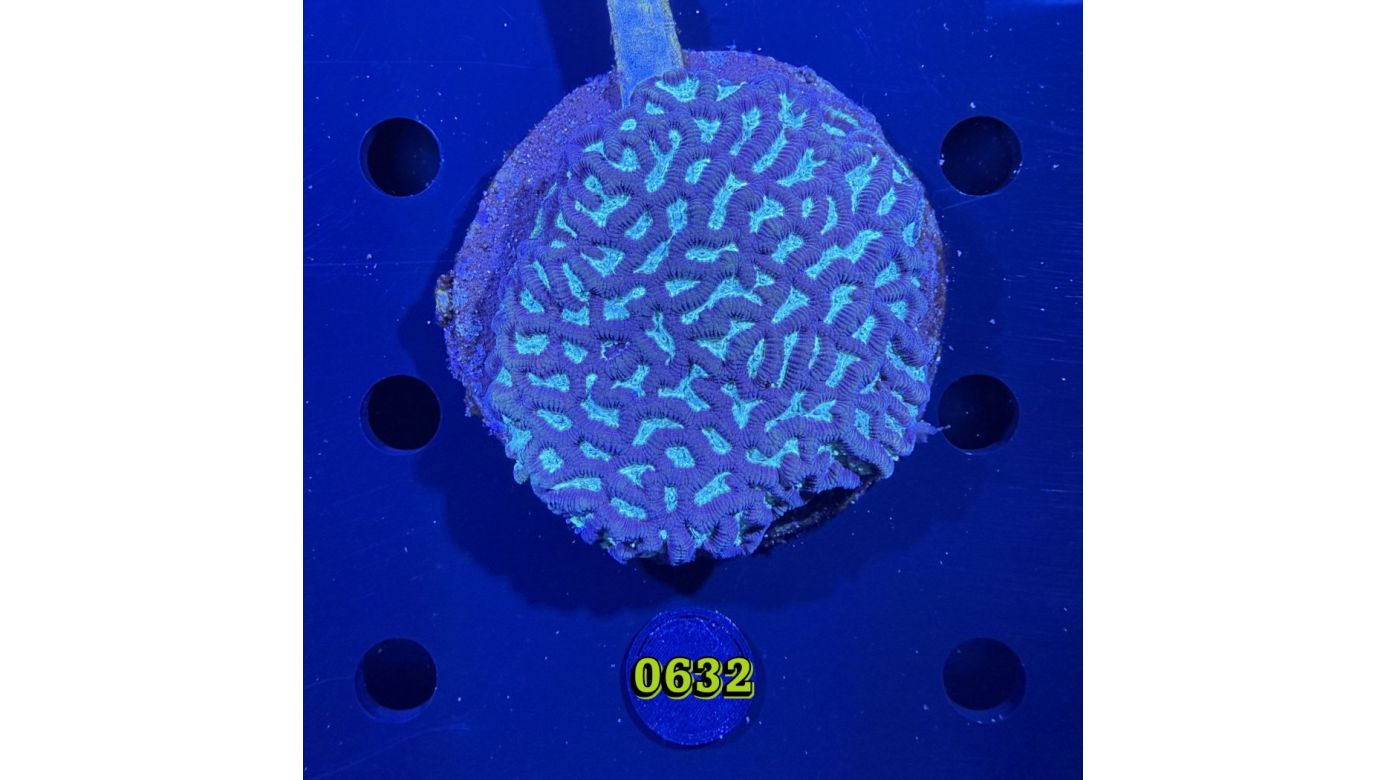 Favia sp. WYSIWYG 0632