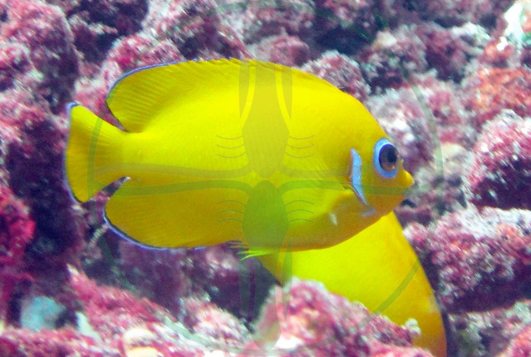 Centropyge flavissima - Zitronen-Zwergkaiserfisch