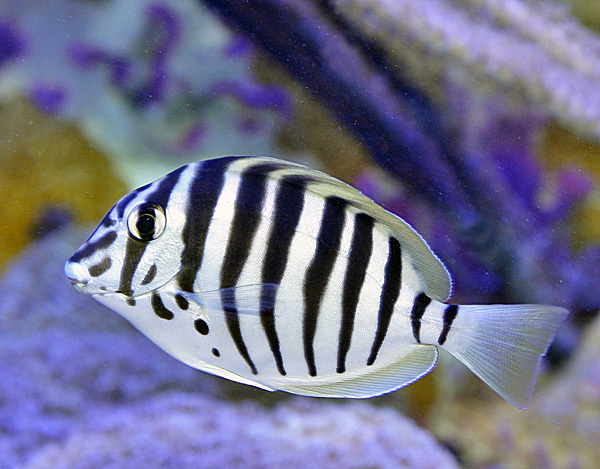 Acanthurus polyzona - Schwarzstreifen Doktorfisch