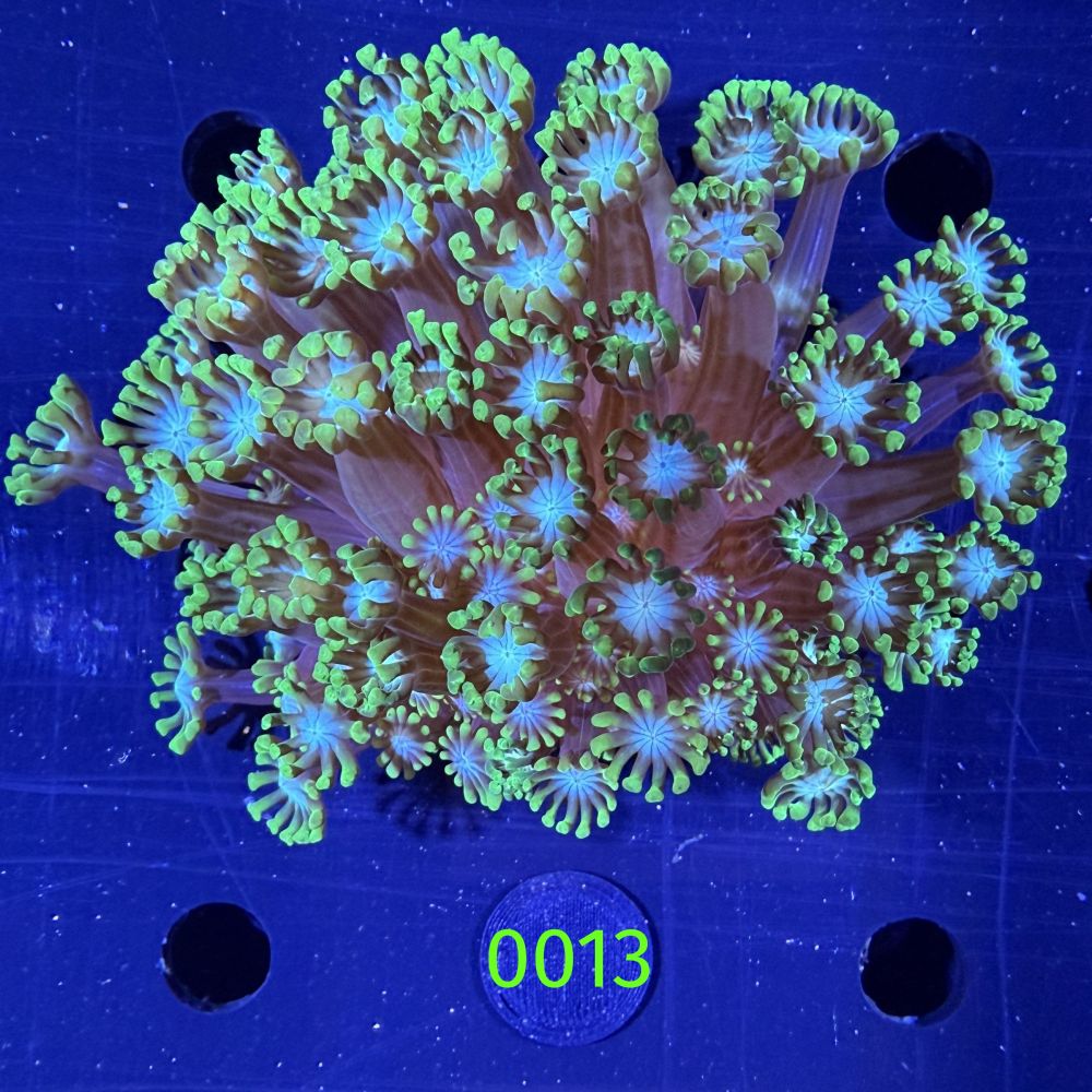 Alveopora tizardi - Margeritenkoralle Deutsche Nachzucht 0013